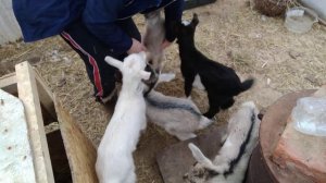 отучаю козлят от бутылочки ?,приучаю к тазику