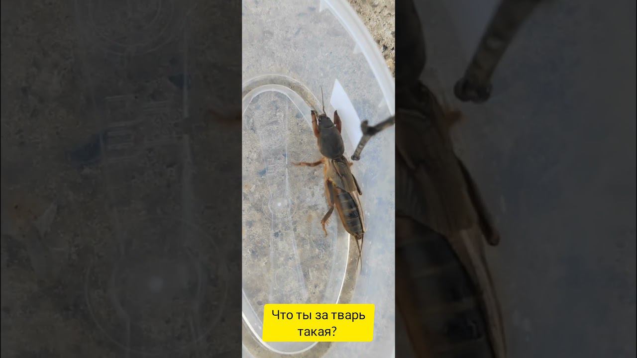 Медведка смотреть онлайн