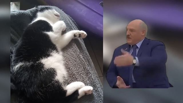 Лукашенко мешает спать кошке смотреть онлайн