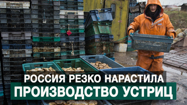 Россия резко нарастила производство устриц