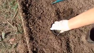 Посадка арбузов проверенным способом.mp4