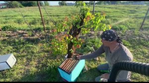 история одного роя