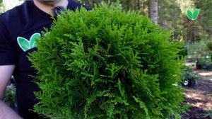 Туя западная Даника, ориг  thuja occidentalis danica, Зеленый Сад