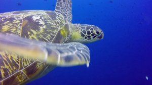 Dive Indonesia Bunaken