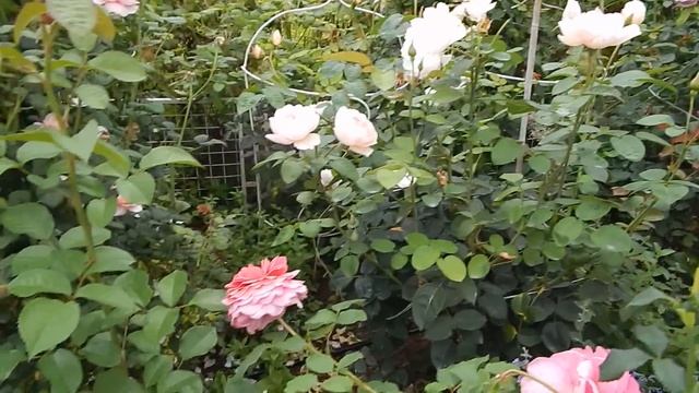 3 НЕЖНЕЙШИЕ РОЗЫ Д,ОСТИНА ДЛЯ 1 РЯДА ПАРАДНОГО ЦВЕТНИКА ОСТИНОК.Планируем розарий остинок.Мой опыт.