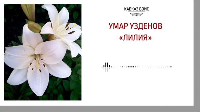 Лилия | Умар Узденов