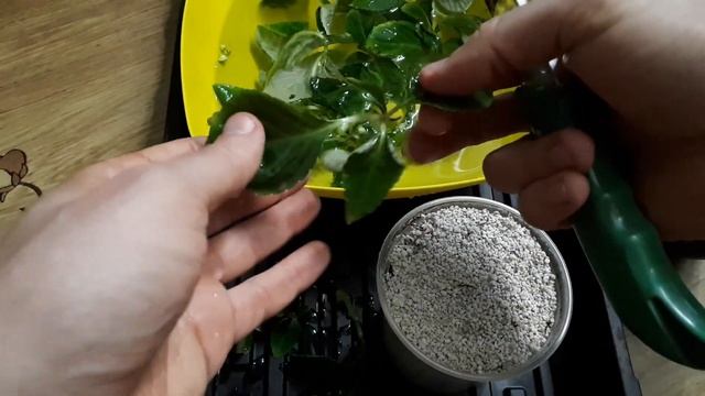 Ваш бальзамин будет как новый! Формировка бальзамина. Укоренение в агроперлите