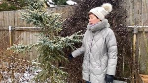 Обзор хвойных растений в саду