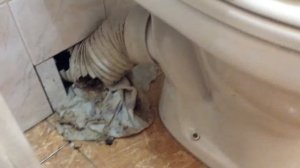 Как избавиться от крыс в квартире