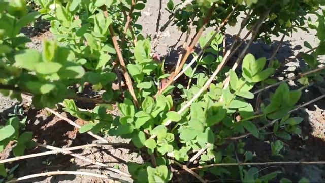 Обрезка жимолости. С какого года начинать обрезку? смотреть онлайн