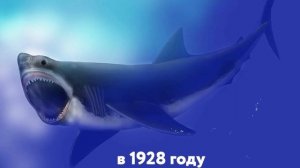 7 Доказательств Того, Что Мегалодон До Сих Пор Существует