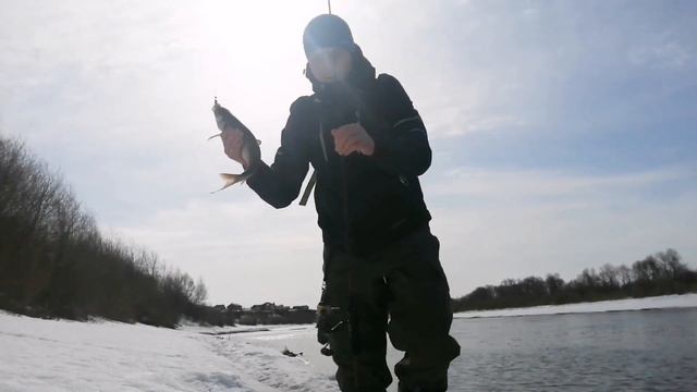 Рыбалка в апреле на ультралайт. Клюет язь, судак, окунь и багрится лещ. смотреть онлайн