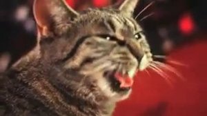 Кот поет под музыку!