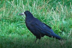 Грач, Corvus frugilegus, 12 августа 2022 года, Великий Новгород