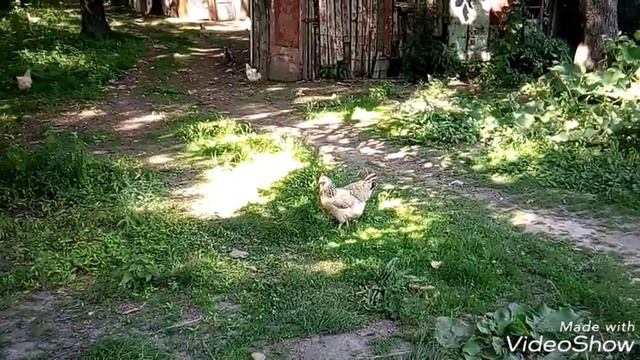 ДОМАШНИЕ ЖИВОТНЫЕ ЛЕТОМ