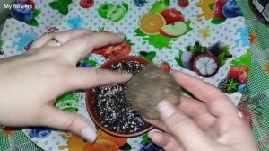 Посадка клубневой бегонии Фимбриата.Весенняя пересадка комнатных растений.Часть 5