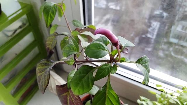 Перец огонек на подоконнике - просто и легко! смотреть онлайн