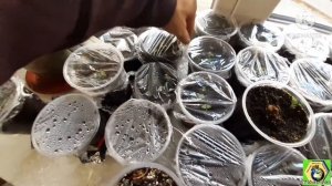 Павловния из семян, до дерева. Двадцать второй день???