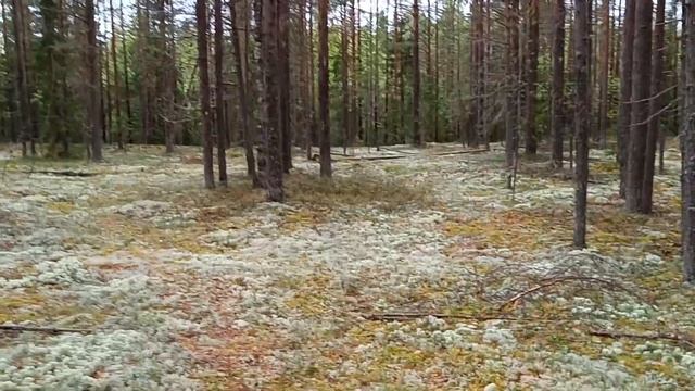 Будни Олега. Вечерний поход в лес на поиски грибов.