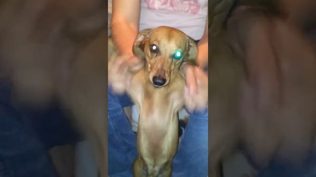 Танцы Таксы в стиле Рэп&Хип-Хоп