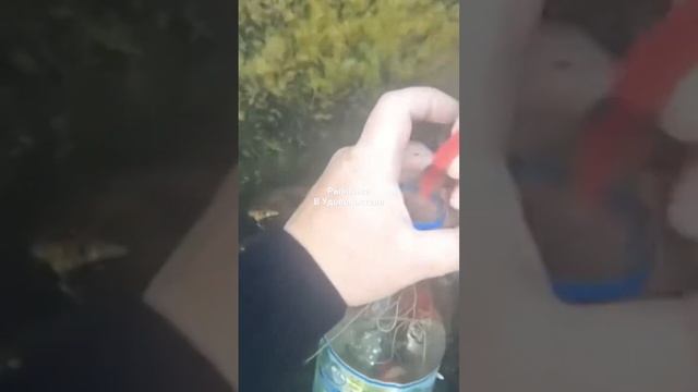 Мухи прячутся на дне. смотреть онлайн