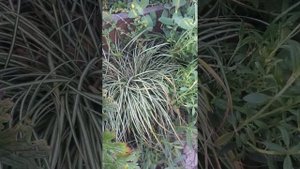 осока птичья