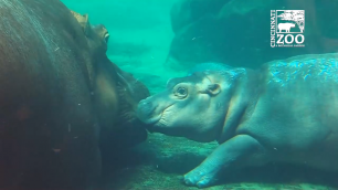 Бегемотик Фиона плавает с мамой