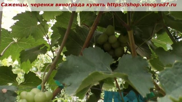 24 июля- ГФ винограда Ранний палыча, хит ультрараннего винограда. Практически через неделю готова.