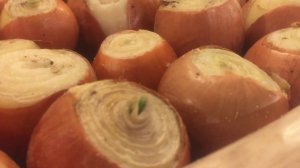 6-й день посадки лука на перо. Лук на перо даёт хороший рост!