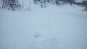 крайний север республика коми ижемский район замело снега в лесу по колено за два дня 4  4.01.2023 г