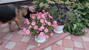 Знакомьтесь- ЛАЙТАТУРМ ДЕРБИ- 2 месяца