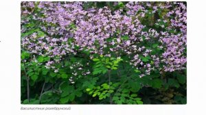 Кровохлёбка, кочедыжник, василистник, аралия и др. Растения для холодных регионов