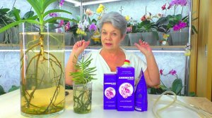 Орхидейное ЧУДО - Ванда и КОРНИ, КОРНИ, КОРНИ ... после удобрения "Аминосил - Витамины для орхидей".