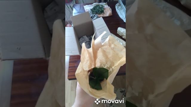 Распаковка орхидей. Часть 4. Орхидеи из Орхорая.