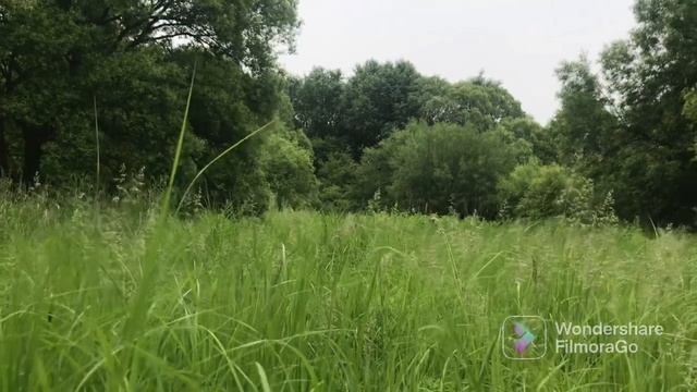 Звуки природы / Пение птиц в лесу / Леса Приморского края / Уссурийск