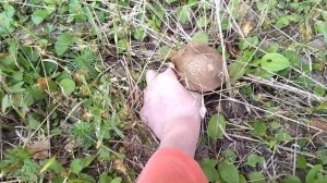 Грибалка! Мы пошли в лес за грибами а там!!