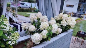 Гартензия СамерСноу