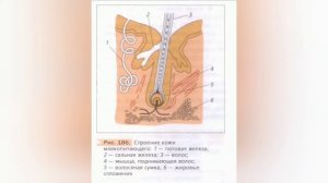 Краткий пересказ §50 Внешнее строение млекопитающих. Биология 7 класс Константинова Бабенко