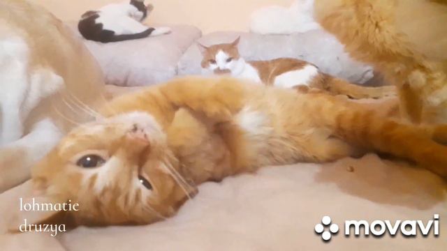 День кошек...1 марта 2023 г. смотреть онлайн