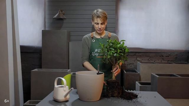 Сажаем Цитрофортунеллу в кашпо с автополивом Lechuza Classico Color 28 смотреть онлайн