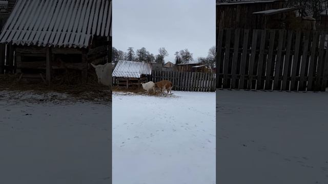 Коза пришла в охоту смотреть онлайн