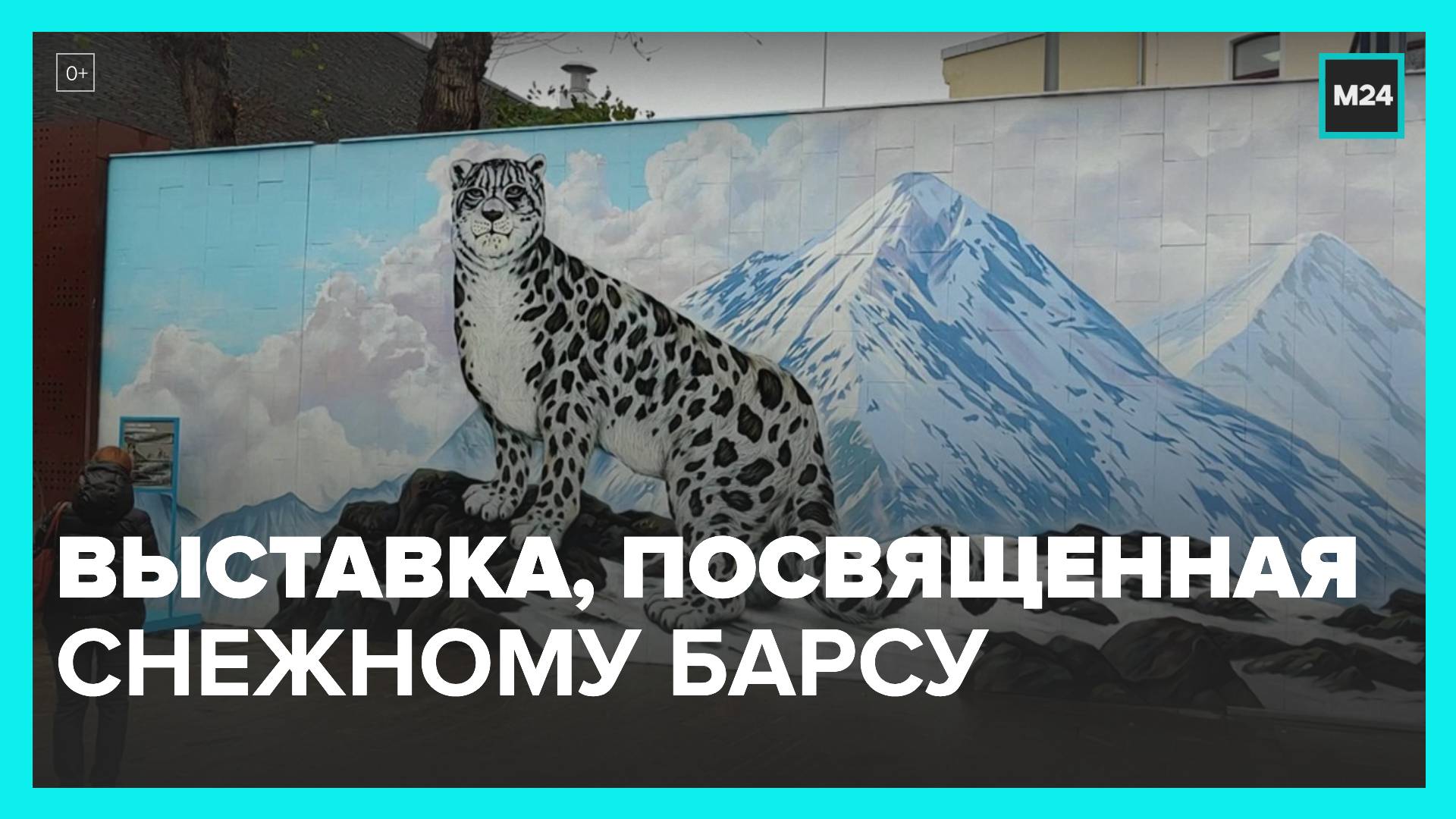 снежный барс в московском зоопарке