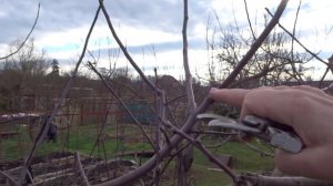 ПРИЁМЫ ЗАПЛОДУШИВАНИЯ СИЛЬНОРОСЛОЙ ЯБЛОНИ