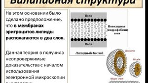Цитология. Плазматическая мембрана. Ч.1. Структура мембран.