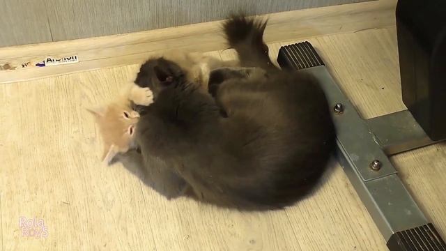 Маленькое Бездомное Чудо / СПАСЕНИЕ БЕДНОГО КОТЁНКА ОТ СТАИ СОБАК /RolaRoys смотреть онлайн