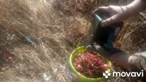 Сборка шиповника руками и комбайном. Как лучше собирать мне.