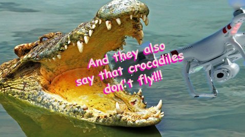 ✔ And they also say that crocodiles don't fly!!!