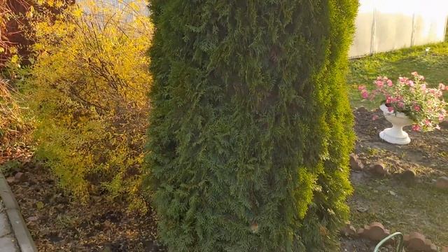 136 Сад своими руками! Обрезка клематисов на зиму! смотреть онлайн