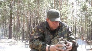 трут из трутовика