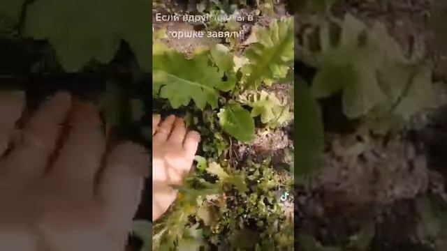 Если завяли цветы в горшках. Что делать? смотреть онлайн